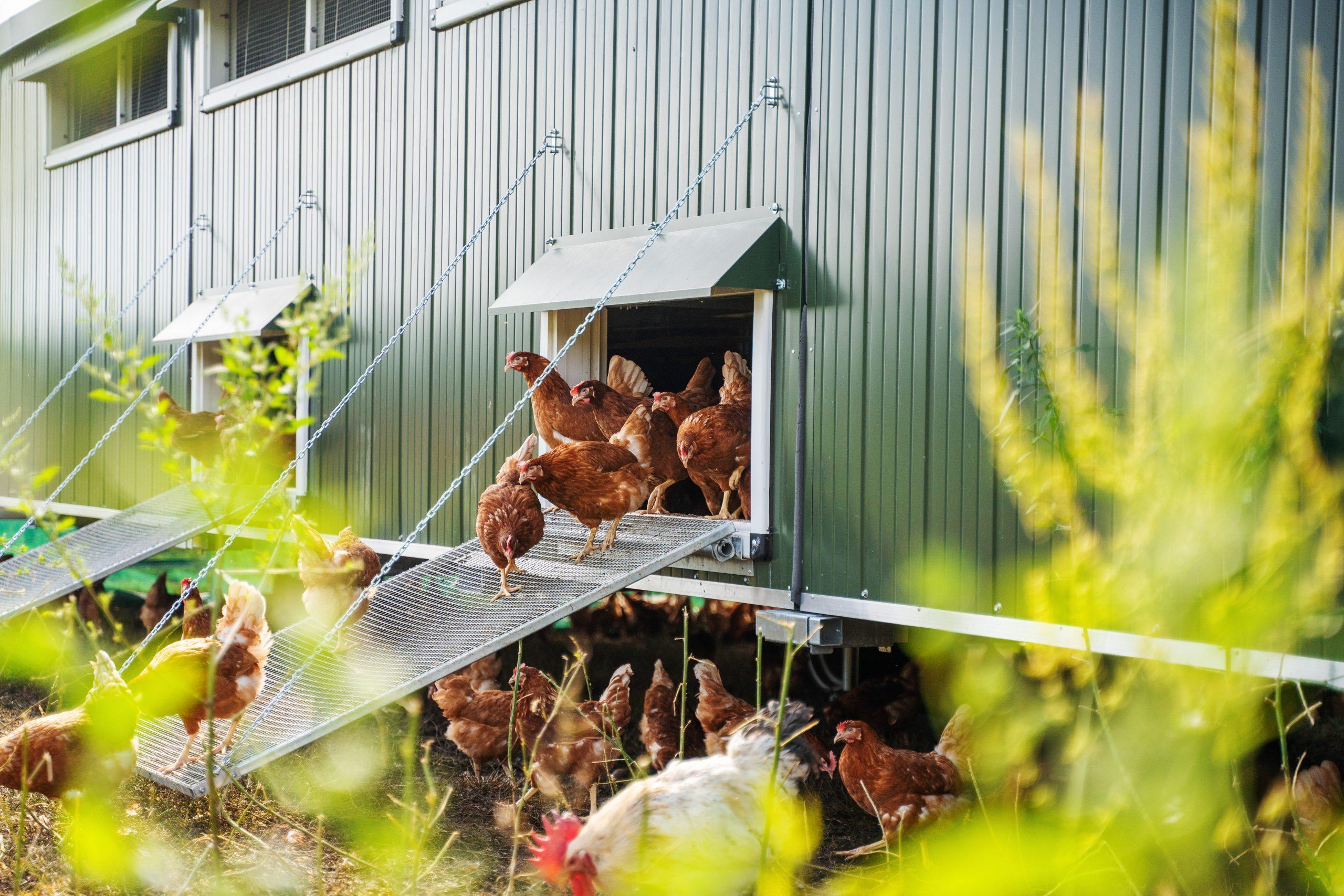 Mobile poultry house for happy chickens